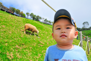 Ein Schaf grast auf der linken Seite des Bildes, w√§hrend ein Junge in T-Shirt und Cap auf der rechten Seite schaut, mit B√§umen und Himmel im Hintergrund.