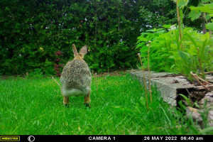Ein Kaninchen steht im Gras neben einem Holzzaun, mit Pflanzen und Bäumen im Hintergrund; Text ist unten im Bild sichtbar.
