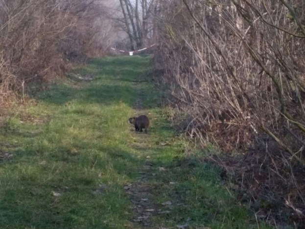 Ein Bär, der einen bewaldeten Pfad entlanggeht, mit Gras und Bäumen auf beiden Seiten, der Himmel ist im Hintergrund zu sehen.