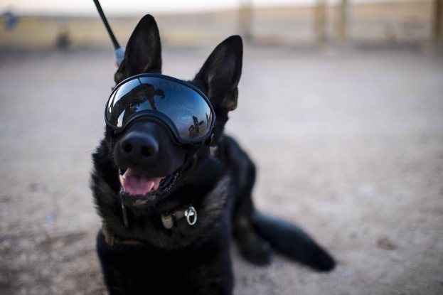 Ein schwarzer Deutscher Schäferhund mit einer Leine und einer Sonnenbrille sitzend auf dem Boden mit einem unscharfen Hintergrund.