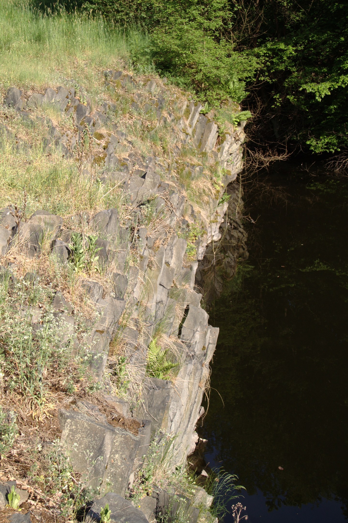 Ein kleiner, klarer Bach spiegelt die umliegende grüne Wiese, Bäume und Pflanzen entlang eines Ufers wider.