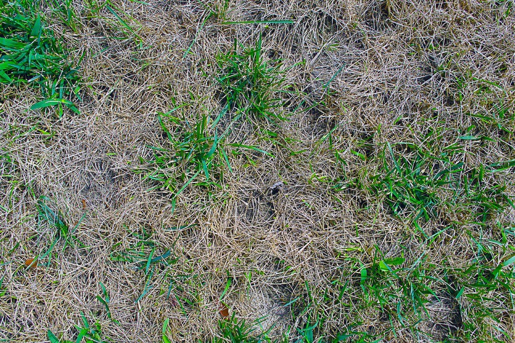 Eine Graslandschaft mit grönem Gras und verstreuter Vegetation.