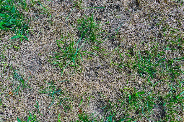 Eine Graslandschaft mit grönem Gras und verstreuter Vegetation.