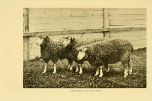 Drei Schafe nebeneinander auf einer grünen Wiese mit einem hölzernen Zaun dahinter und Text unten im Bild.