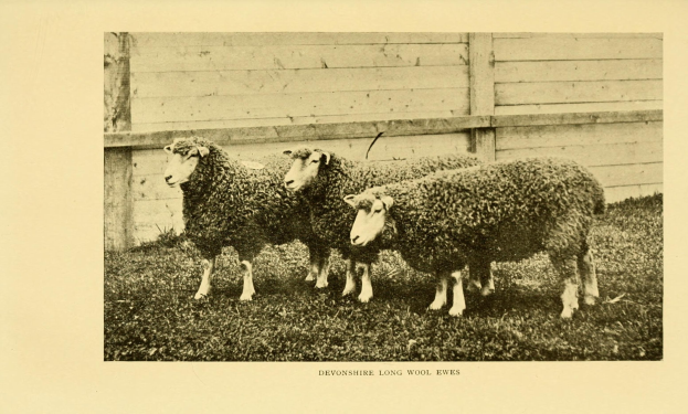 Drei Schafe nebeneinander auf einer grünen Wiese mit einem hölzernen Zaun dahinter und Text unten im Bild.