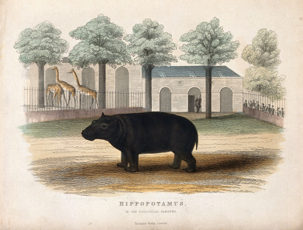 Ein Flusspferd in einem Zoogehege mit Bäumen, einem Zaun, einem Gebäude und mehreren Menschen im Hintergrund, mit Text am unteren Bildrand.