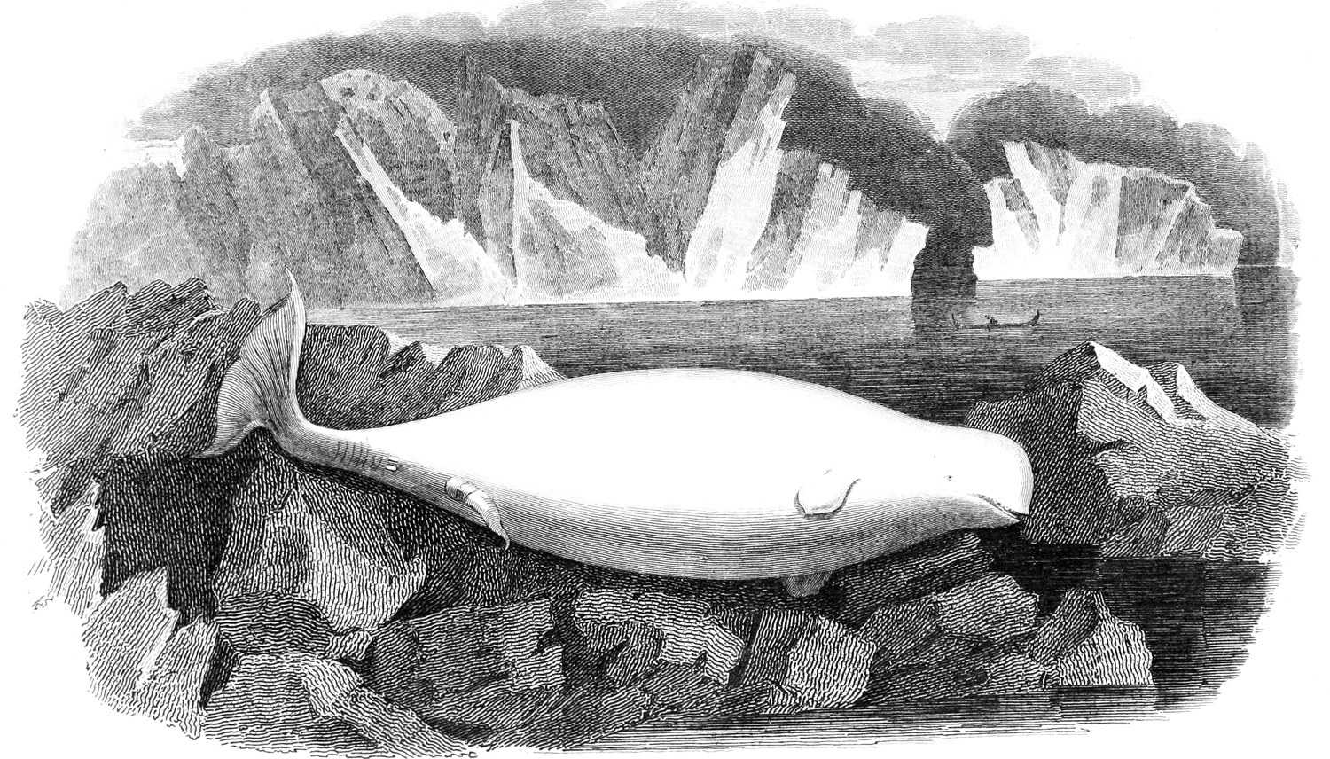 Schwarz-weiß-Zeichnung eines Wals auf einem Felsen in eisigen Gewässern mit Eisbergen im Hintergrund und Text unten.