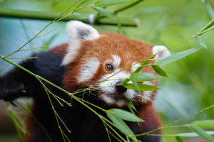 Ein roter Panda frisst Bambus in einem Zoo, mit einem unscharfen Hintergrund und üppigen grünen Blättern drumherum.