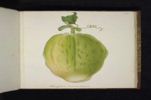 Ein aufgeschlagenes Buch mit einer detaillierten Zeichnung einer grünen Kakaobohne mit Stiel und Blättern sowie sichtbarem Text.