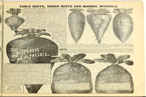 Ein aufgeschlagenes Buch mit einer ordentlichen Reihe leuchtender Gemüse, darunter Rote Beete, Zuckerrüben und Mangold, einige überlappend, mit fetter Schrift auf dem Buch.
