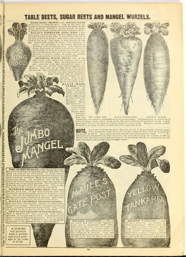 Ein aufgeschlagenes Buch mit einer ordentlichen Reihe leuchtender Gemüse, darunter Rote Beete, Zuckerrüben und Mangold, einige überlappend, mit fetter Schrift auf dem Buch.