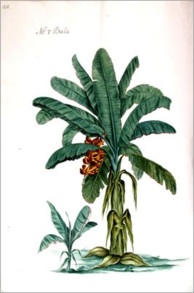 Gemälde einer Bananenpflanze mit grünen Blättern und gelben Blumen in einem klassischen Rahmen.