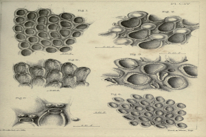 Eine Buchseite mit Abbildungen verschiedener Zellen mit einzigartigen Formen und Größen, begleitet von beschreibendem Text.