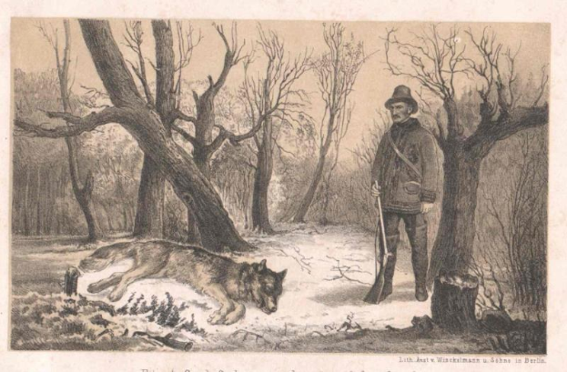 Ein Mann mit Hut steht neben einem Wolf, der auf dem Boden in einem bewaldeten Gebiet liegt und einen Stock hält, mit Bäumen im Hintergrund und Text unten mit 'Deutsches Wolfsjagen'
