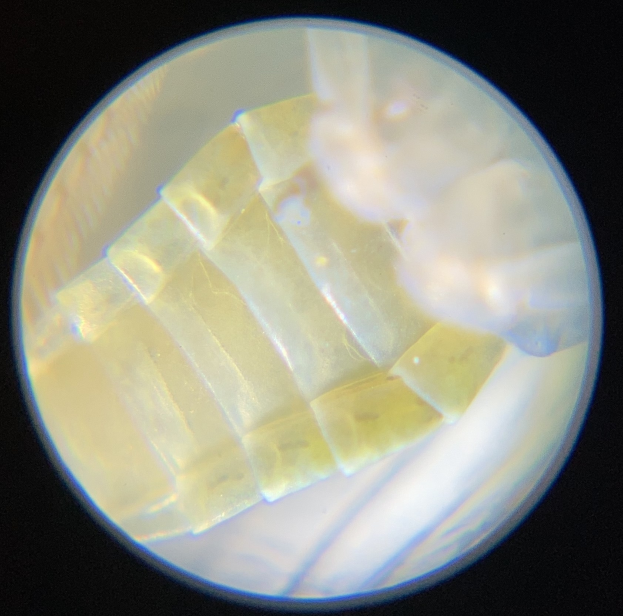Fermentierte Lebensmittel und Solarpanele aus Mondglas: Ein Blick in die Zukunft der Weltraumfahrt