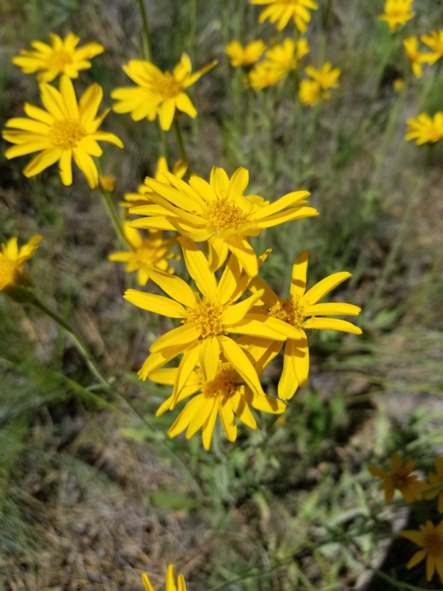 Helle gelbe Arnica-Blumen in einem leicht unscharfen Grasfeld.