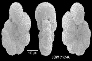 Innovative Radioimmunokonjugate: Eine neue Herangehensweise in der Krebsbehandlung