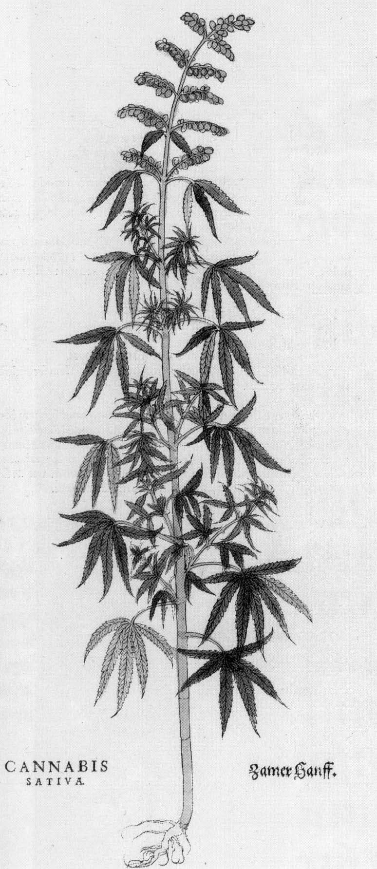 Schwarz-weiß-Zeichnung einer Cannabis sativa-Pflanze mit sichtbaren Blättern und Stielen, beschriftet mit "Cannabis Sativa" unten.