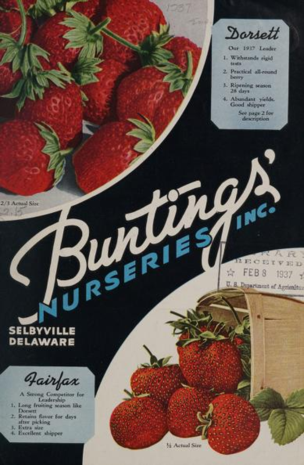 Eine Werbung aus dem Jahr 1937 für Bunting's Nurseries, Inc. mit einem überquellenden Korb voller reifer, roter Erdbeeren und dem Namen des Unternehmens in fetten, weißen Buchstaben auf einem gedämpften Farbpalett aus Blautönen, Grüntönen und Gelbtönen.