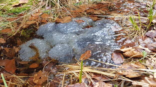 Ein kleiner Bach mit minimalem Wasser fließt durch einen Waldboden, der mit trockenen Blättern und Gras bedeckt ist.
